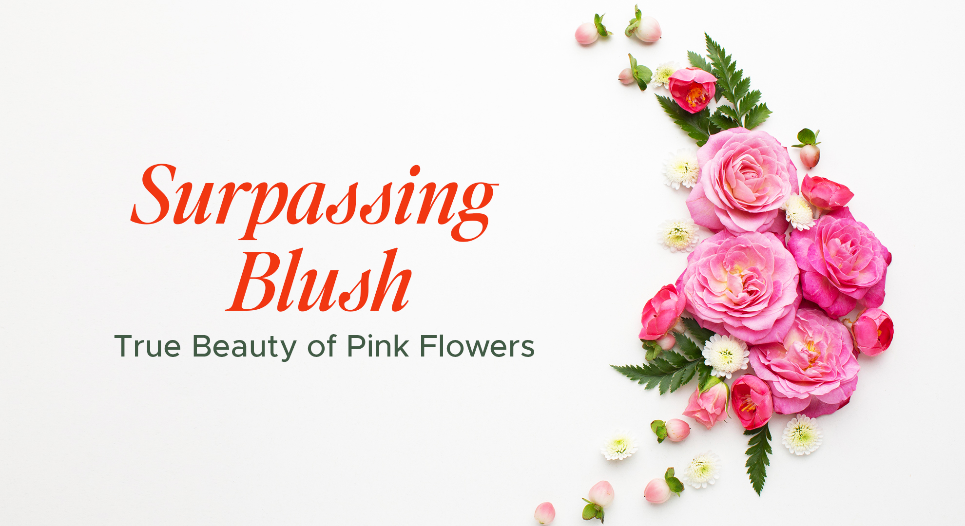 Surpassing Blush – True Beauty of Pink Flowers