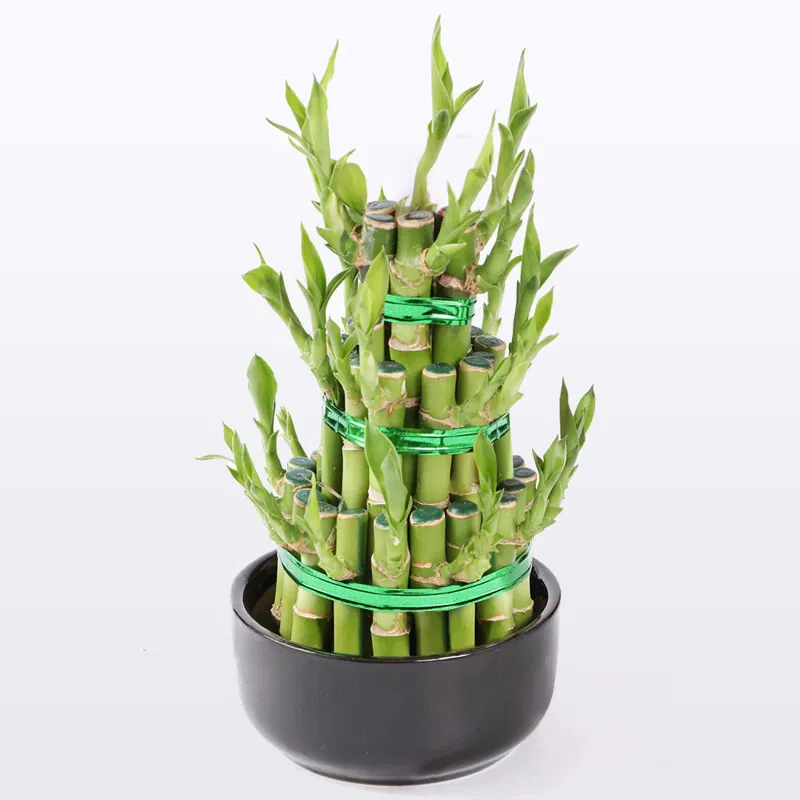 bamboo plant