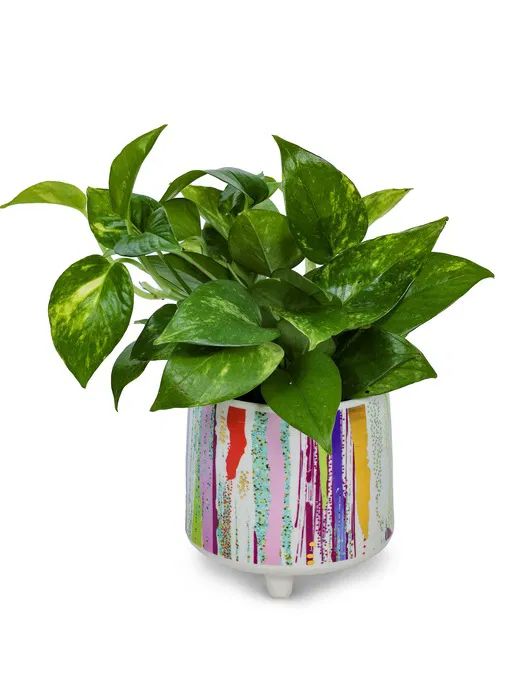 Money Plant